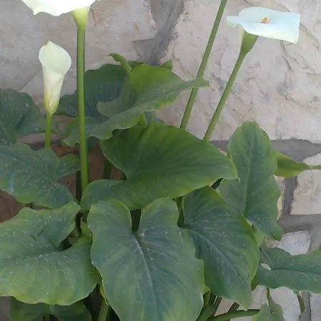 דירה Lucija - One Bedroom With Terrace *